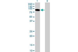 Western Blot analysis of ITPKB expression in transfected 293T cell line by ITPKB MaxPab polyclonal antibody.