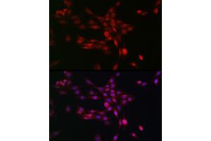 Immunofluorescence (IF) image for anti-Egl-9 Family Hypoxia Inducible Factor 3 (EGLN3) (AA 1-120) antibody (ABIN6139990)