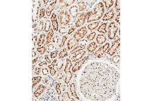 Immunohistochemical analysis of paraffin-embedded Human kidney tissue using (ABIN654433 and ABIN2844169) performed on the Leica® BOND RXm. (CTSA 抗体  (N-Term))
