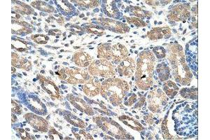 Image no. 1 for anti-WD Repeat Domain 4 (WDR4) (C-Term) antibody (ABIN203120) (WDR4 抗体  (C-Term))
