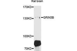 Western blot analysis of extracts of rat brain, using GRIN3B antibody (ABIN4903825) at 1:1000 dilution. (GRIN3B 抗体)