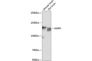 Western blot analysis of extracts of various cell lines, using AMPH Polyclonal Antibody (ABIN6127430, ABIN6136846, ABIN6136847 and ABIN6221037) at 1:1000 dilution. (Amphiphysin 抗体  (AA 340-620))