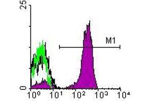 Image no. 1 for anti-CD3 epsilon (CD3E) antibody (FITC) (ABIN135465) (CD3 epsilon 抗体  (FITC))