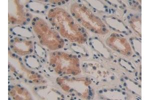 Immunohistochemistry (IHC) image for anti-Galactose 3-O-Sulfotransferase 1 (GAL3ST1) (AA 57-196) antibody (ABIN7440140)
