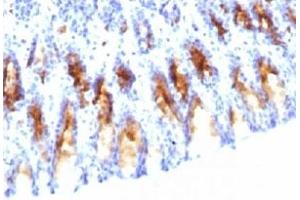 IHC testing of rat stomach stained with MUC5AC antibody (45M1). (MUC5AC 抗体)