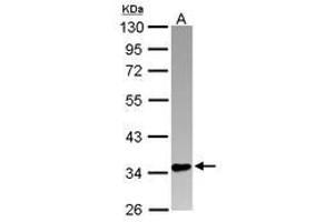 Image no. 1 for anti-PIN2/TERF1 Interacting, Telomerase Inhibitor 1 (PINX1) (AA 1-221) antibody (ABIN1500224) (PINX1 抗体  (AA 1-221))