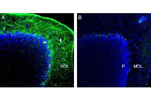 Expression of NCS1 in mouse cerebellum. (NCS1 抗体  (Intracellular))