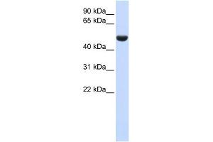 CD36 antibody used at 1 ug/ml to detect target protein. (CD36 抗体)