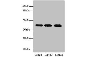 Western blot All lanes: RRAGC antibody at 1. (GTR2 抗体  (AA 1-250))
