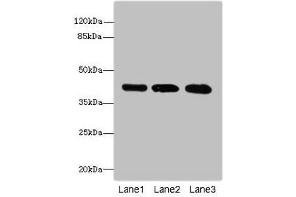 GTR2 Antikörper  (AA 1-250)