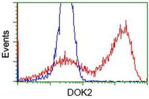 HEK293T cells transfected with either RC207621 overexpress plasmid (Red) or empty vector control plasmid (Blue) were immunostained by anti-DOK2 antibody (ABIN2454768), and then analyzed by flow cytometry. (DOK2 抗体)