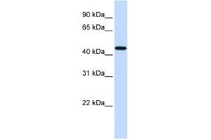 WB Suggested Anti-F2R Antibody Titration: 0. (PAR1 抗体  (N-Term))