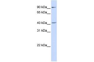 Western Blot showing SOX17 antibody used at a concentration of 1-2 ug/ml to detect its target protein.