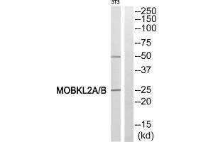 Western blot analysis of extracts from 3T3 cells, using MOBKL2A/B antibody. (MOBKL2A,B (N-Term) 抗体)