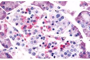 Anti-SSTR1 antibody  ABIN1049358 IHC staining of human pancreas, islet of Langerhans. (SSTR1 抗体  (C-Term))