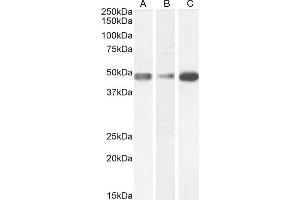 Western Blotting (WB) image for anti-Glial Fibrillary Acidic Protein (GFAP) (C-Term) antibody (ABIN185730)