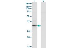 Western Blotting (WB) image for anti-RASD Family, Member 2 (RASD2) (AA 1-266) antibody (ABIN525245)