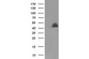 Western Blotting (WB) image for anti-Ribonuclease/angiogenin Inhibitor 1 (RNH1) antibody (ABIN1500727) (RNH1 抗体)