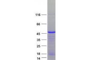 Validation with Western Blot (SLBP Protein (Myc-DYKDDDDK Tag))