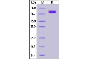 PVRL1 Protein (AA 31-334) (Fc Tag)