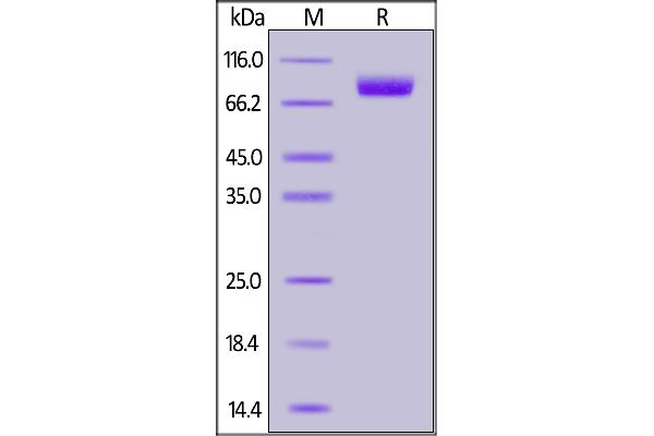 PVRL1 Protein (AA 31-334) (Fc Tag)