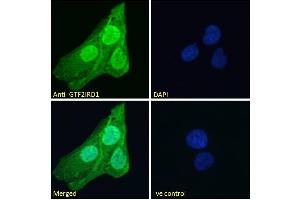 Immunofluorescence (IF) image for anti-General Transcription Factor II I Repeat Domain-Containing 1 (GTF2IRD1) (Internal Region) antibody (ABIN185681)
