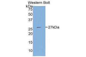 Western Blotting (WB) image for anti-Tissue Factor Pathway Inhibitor 2 (TFPI2) (AA 23-235) antibody (ABIN1860716) (TFPI2 抗体  (AA 23-235))