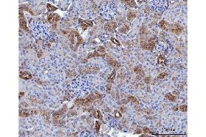 IHC analysis of Annexin-4/ANXA4 using anti-Annexin-4/ANXA4 antibody (ABIN7599265).