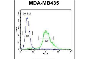 Flow cytometric analysis of MDA-MB435 cells (right histogram) compared to a negative control cell (left histogram). (ZNF98 抗体  (C-Term))