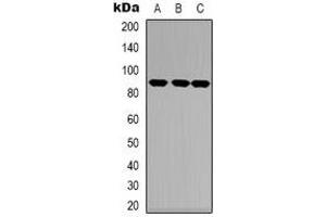 Western blot analysis of TRK A expression in HEK293T (A), NIH3T3 (B), mouse heart (C) whole cell lysates. (TRKA 抗体  (C-Term))