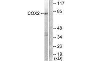 Western blot analysis of extracts from A549 cells, using Cox2 Antibody. (COX2 抗体  (AA 555-604))