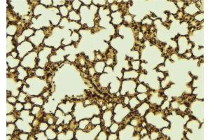 ABIN6273148 at 1/100 staining Mouse lung tissue by IHC-P. (PER2 抗体  (Internal Region))