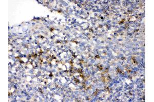 CD33 was detected in paraffin-embedded sections of human tonsil tissues using rabbit anti- CD33 Antigen Affinity purified polyclonal antibody (Catalog # ) at 1 µg/mL. (CD33 抗体  (AA 18-259))