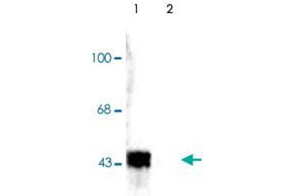 Mitogen-Activated Protein Kinase (MAPK) (pThr202), (pTyr204) antibody