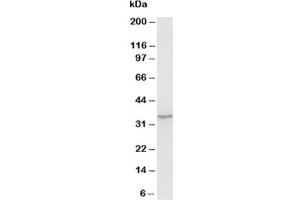 Western blot testing of Morg1 antibody and rat brain tissue lysate (MORG1 抗体  (N-Term))