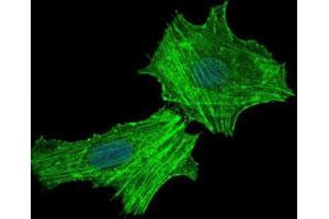 Immunofluorescence analysis of Hela cells using ASS1 antibody (green).