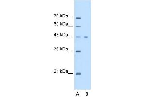 WB Suggested Anti-EEF1A1 Antibody Titration:  2. (eEF1A1 抗体  (C-Term))