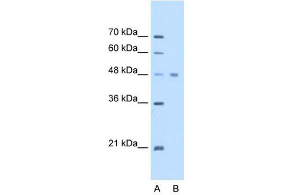 eEF1A1 Antikörper  (C-Term)