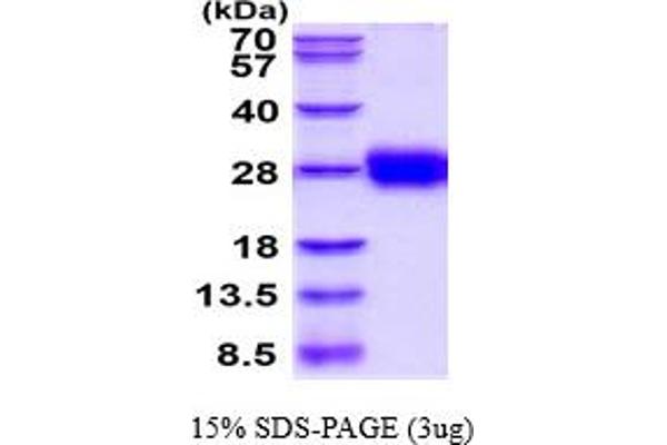 TFPI2 Protein (AA 23-213) (His tag)