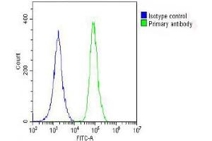 Overlay histogram showing A549 cells stained with (ABIN1881685 and ABIN2842377) (green line). (PRODH 抗体  (AA 130-155))