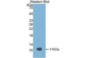 Western blot analysis of recombinant Rat APOC3. (APOC3 抗体  (AA 21-101))