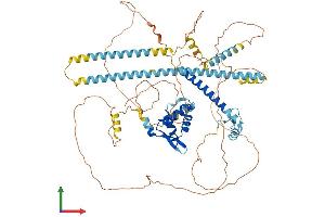 AlphaFold protein structure predicition of Mouse Recombinant Foxp2 Protein, UniprotID P58463