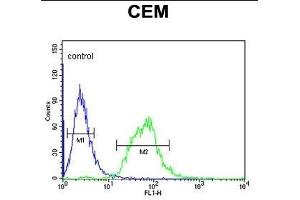 SLC22A6 Antibody (C-Term) (ABIN653184 and ABIN2842738) flow cytometric analysis of CEM cells (right histogram) compared to a negative control cell (left histogram).