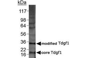 Western blot analysis of Tdgf1 in 20 ug of MDA-MB-21 lysate with Tdgf1 polyclonal antibody . (TDGF1 抗体  (AA 1-50))