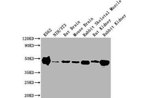 Western Blot Positive WB detected in: K562 whole cell lysate, NIH/3T3 whole cell lysate, Rat Brain tissue, Mouse Brain tissue, Rabbit Skeletal Muscle tissue, Rat Kidney tissue, Rabbit Kidney tissue All lanes ENO1 antibody at 1:10000 Secondary Goat polyclonal to mouse IgG at 0. (ENO1 抗体  (AA 2-434))