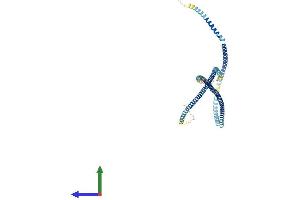 Protein Structure (PS) image for Trichoplein, Keratin Filament Binding (TCHP) (AA 1-497) protein (His tag) (ABIN7557095)