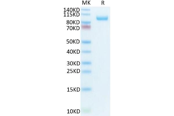 CDCP1 Protein (AA 30-666) (His-Avi Tag,Biotin)
