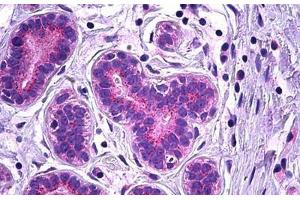 Human Breast, Epithelium: Formalin-Fixed, Paraffin-Embedded (FFPE) (VPS35 抗体  (AA 783-796))