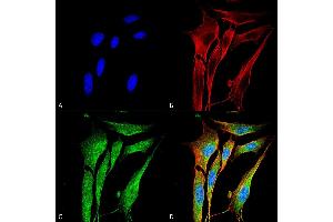 Immunofluorescence (fixed cells) (IF/ICC) image for anti-Matrix Metallopeptidase 9 (Gelatinase B, 92kDa Gelatinase, 92kDa Type IV Collagenase) (MMP9) (AA 1-708) antibody (ABIN1027712)