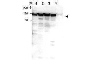 Image no. 1 for anti-Myosin IG (MYO1G) (Internal Region) antibody (ABIN297326) (MYO1G 抗体  (Internal Region))